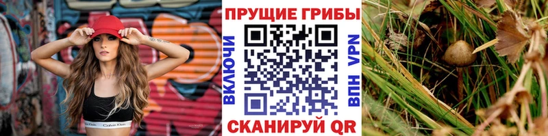 Псилоцибиновые грибы Cubensis  Северск 